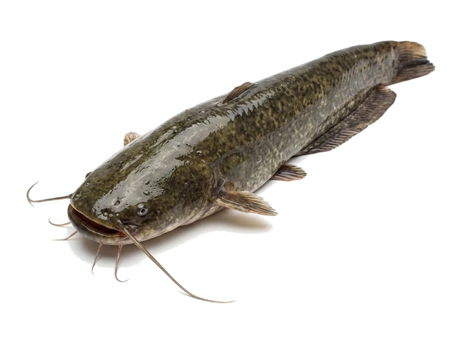 메기