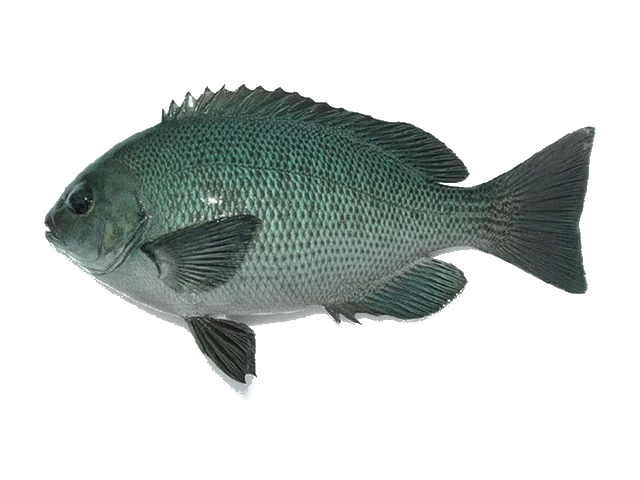 벵에돔
